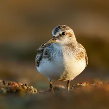 Red Knot, Male