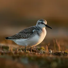 Red Knot, Young