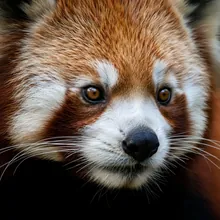 Red Panda, Close up