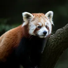 Red Panda, Young