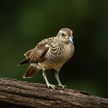 Red-shanked Douc, Male