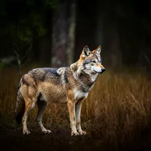 Red Wolf, Female