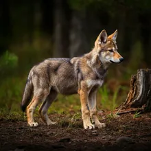 Red Wolf, Young