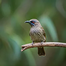 Regent Honeyeater, Female