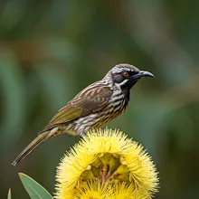 Regent Honeyeater, Male