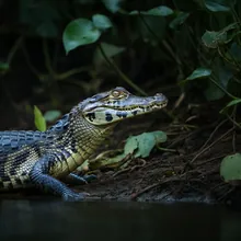 Rio Apaporis Caiman, Female