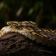 Round Island Boa, Male
