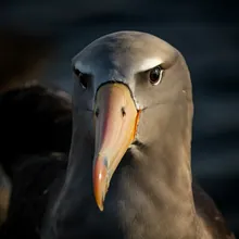 Royal Albatross, Close up