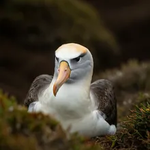 Royal Albatross, Female