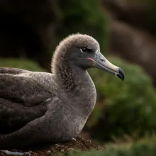 Royal Albatross, Young