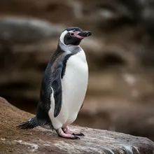 Royal Penguin, Female