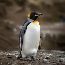 Royal Penguin, Young