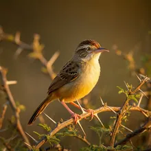 Rufous-fronted Prinia, Female
