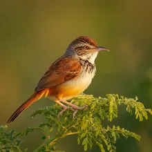 Rufous-fronted Prinia, Male