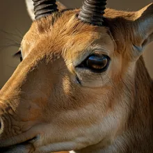 Saiga Antelope, Close up