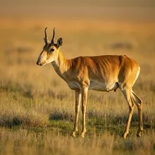 Saiga Antelope, Female