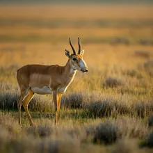 Saiga Antelope, Male