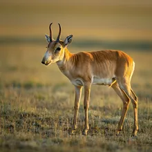 Saiga Antelope, Young