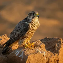 Saker Falcon, Female