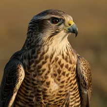 Saker Falcon, Male