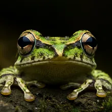 Sakishima Islands Tip-nosed Frog, Close up
