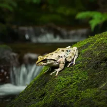 Sakishima Islands Tip-nosed Frog, Female