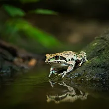 Sakishima Islands Tip-nosed Frog, Male