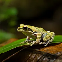 Sakishima Islands Tip-nosed Frog, Young