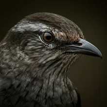 San Cristobal Mockingbird, Close up