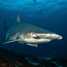 Scalloped Hammerhead Shark, Female
