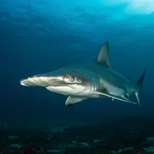 Scalloped Hammerhead Shark, Male