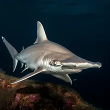 Scalloped Hammerhead Shark, Young