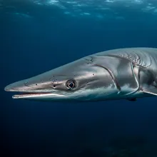 Scalloped Hammerhead, Male