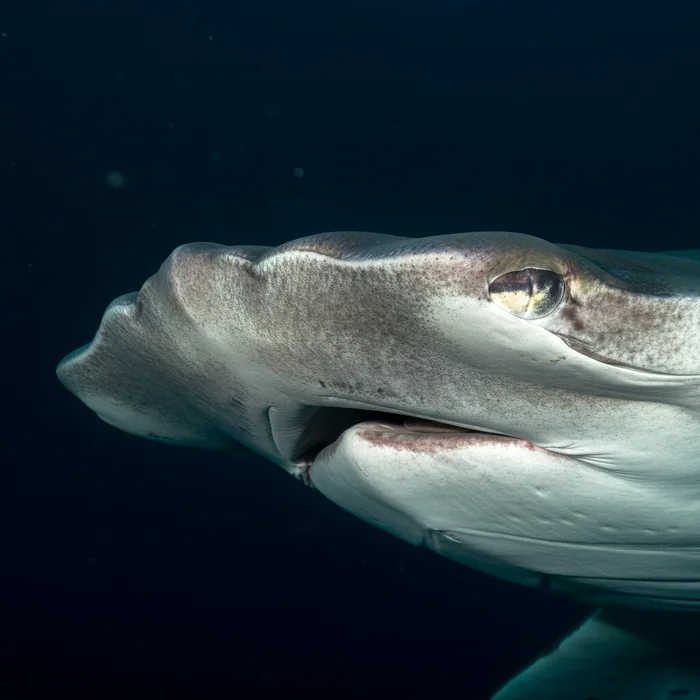 Scalloped Hammerhead