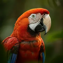 Scarlet Macaw, Male