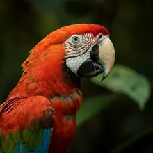 Scarlet Macaw, Young