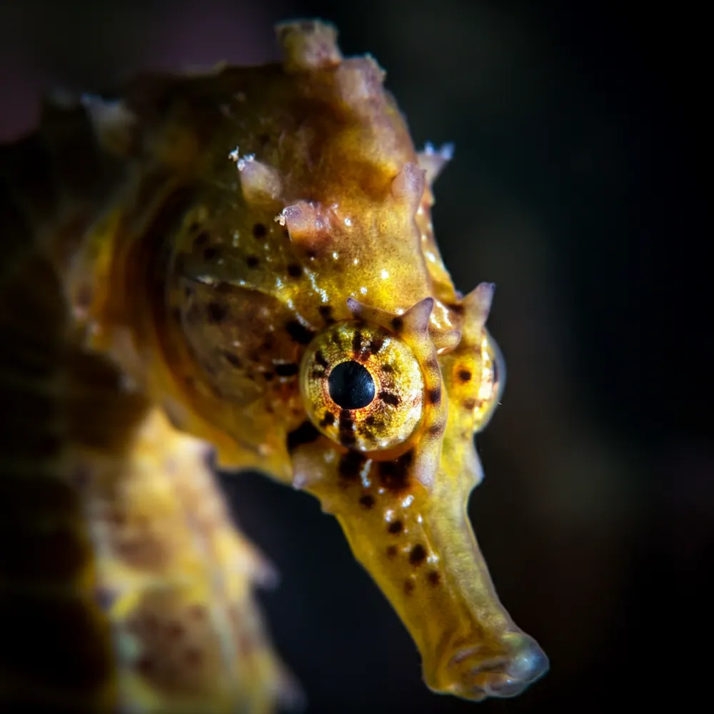 Seahorse