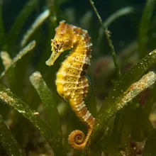 Seahorse, Female