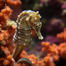 Seahorse, Male