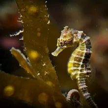 Seahorse, Young