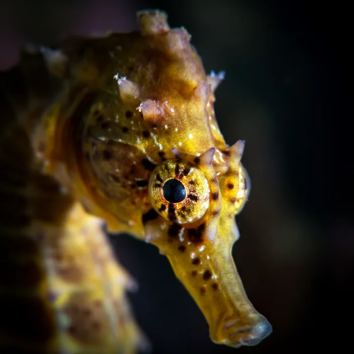 Seahorse