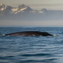 Sei Whale, Female