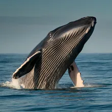 Sei Whale, Male