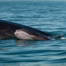 Sei Whale, Young