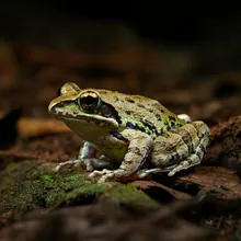 Seychelles Frog, Female