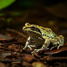 Seychelles Frog, Male