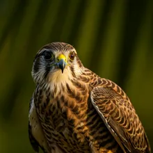 Seychelles Kestrel, Female