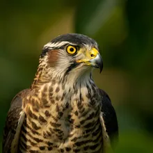 Seychelles Kestrel, Male