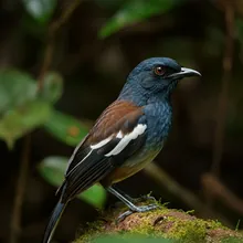Seychelles Magpie-robin, Female