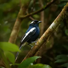 Seychelles Magpie-robin, Male